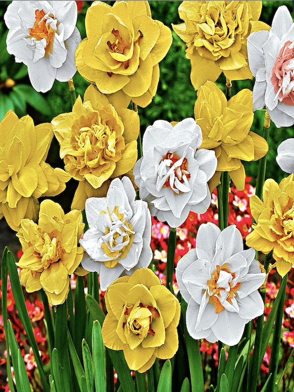 Pack 60 Bulbos de Narcisos.  6 Colores Calibre: 12+. ( 10 Bulbos por color )2