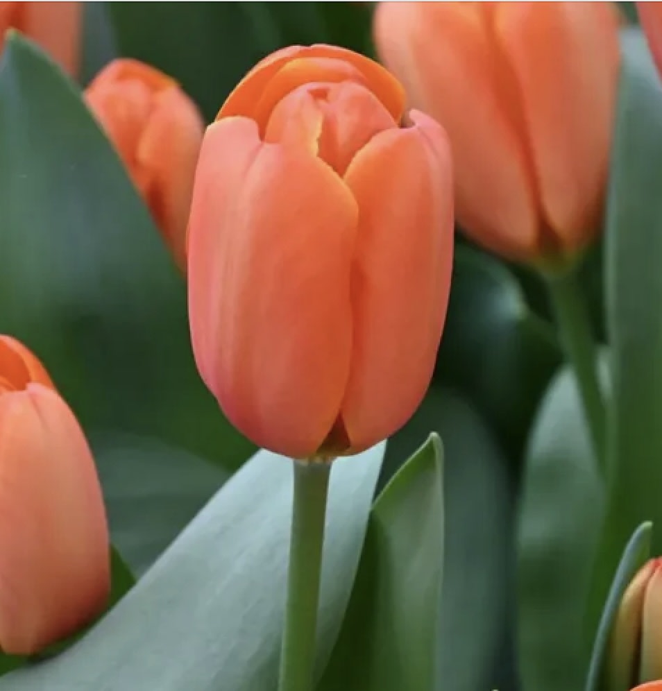 5 Docenas de Bulbos Tulipas Color: Naranjo. Borde Amarillo  Calibre 12 +2