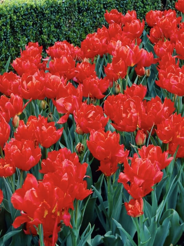 12 Bulbos Tulipas . Color. Rojo / Doble Calibre. 12-142
