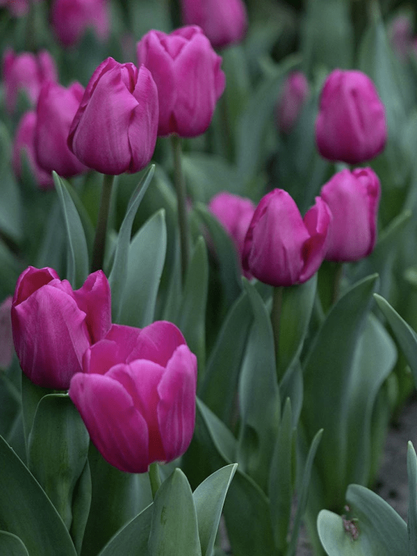 60 Bulbos Tulipas Color: Rosa/Púrpura. Calibre 12-143