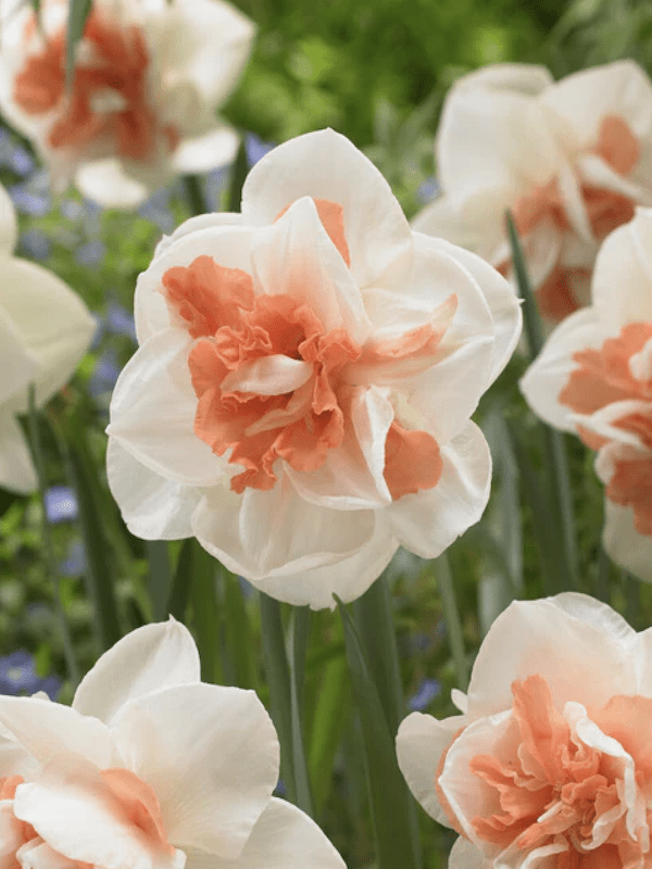 Bulbos de Narcisos. Color: Doble Blanco/Salmón. Size: 12 +2