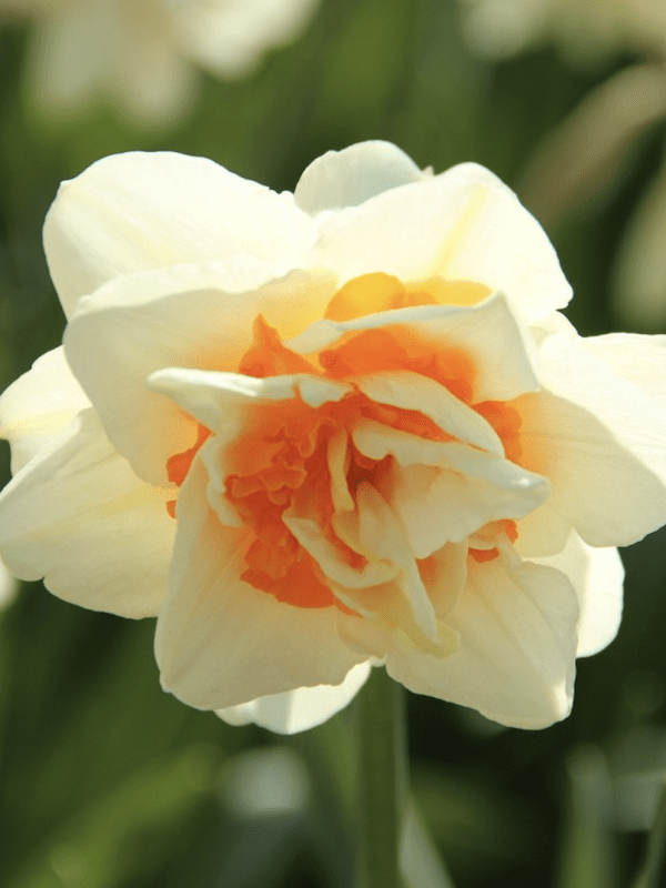 Bulbos de Narcisos. Color: Doble Blanco/Salmón. Size: 12 +3