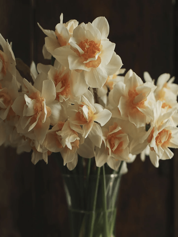 Bulbos de Narcisos. Color: Doble Blanco/Salmón. Size: 12 +4