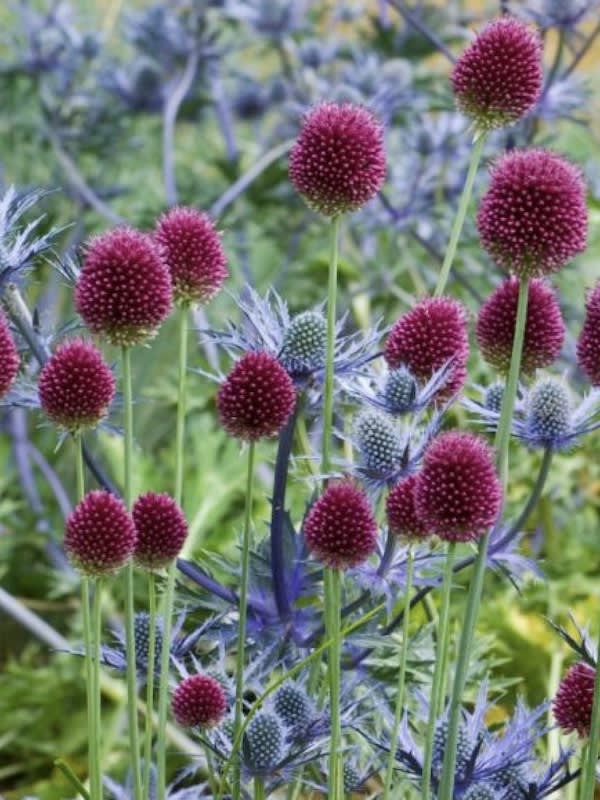 Allium Spharocephalum.  Pack 12 Bulbos  Size: 6/83