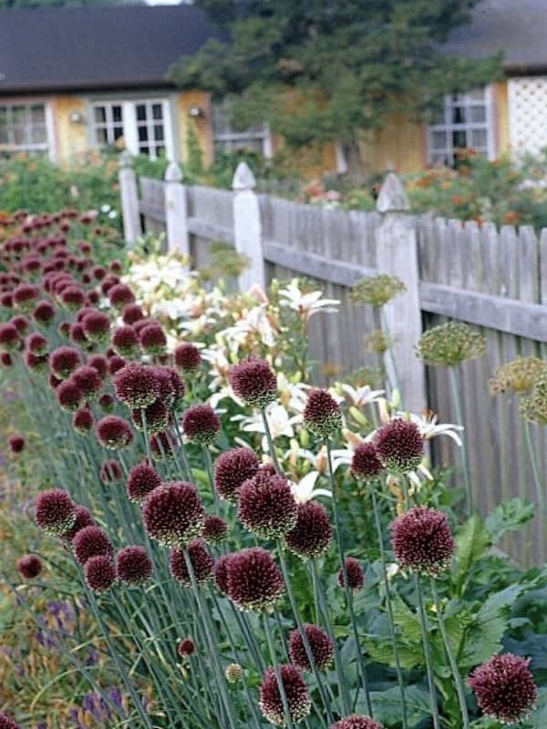 Allium Spharocephalum.  Pack 12 Bulbos  Size: 6/84