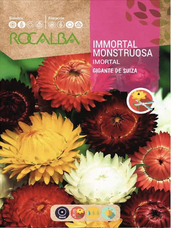 Siempreviva Gigante. Colores Variados1