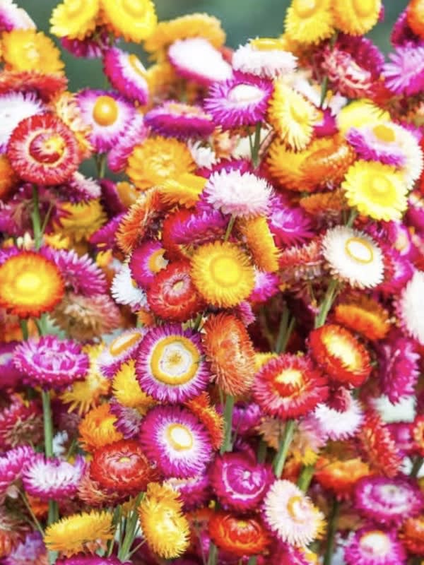 Siempreviva Gigante. Colores Variados2