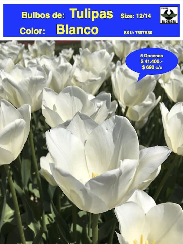 5 Docenas de Bulbos Tulipas Color: Blanco Invierno. Calibre 12-141