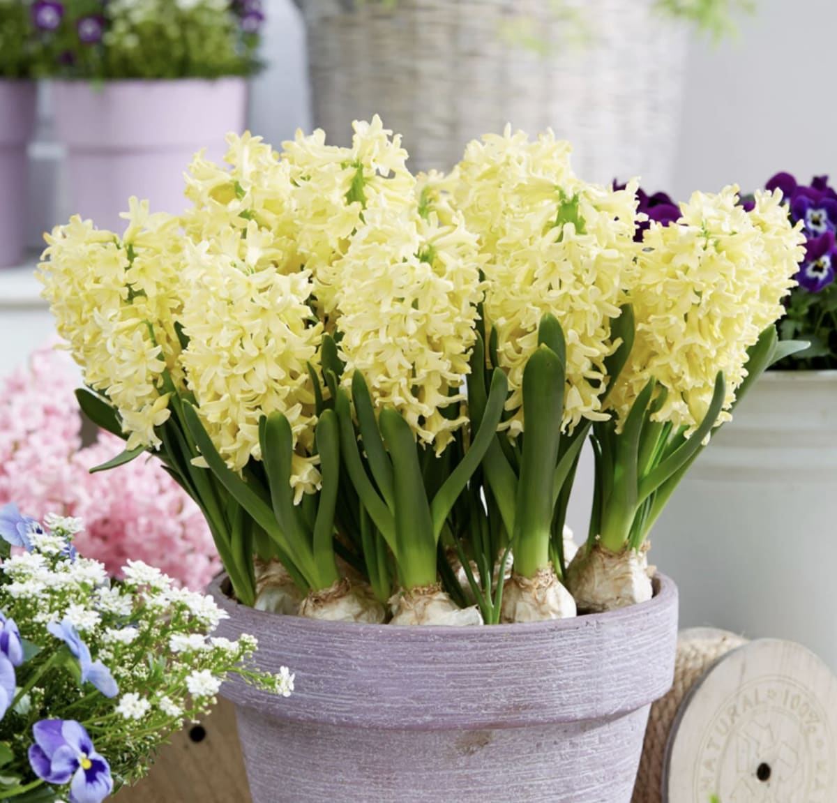 Jacinto. Amarillo Calibre 13-153