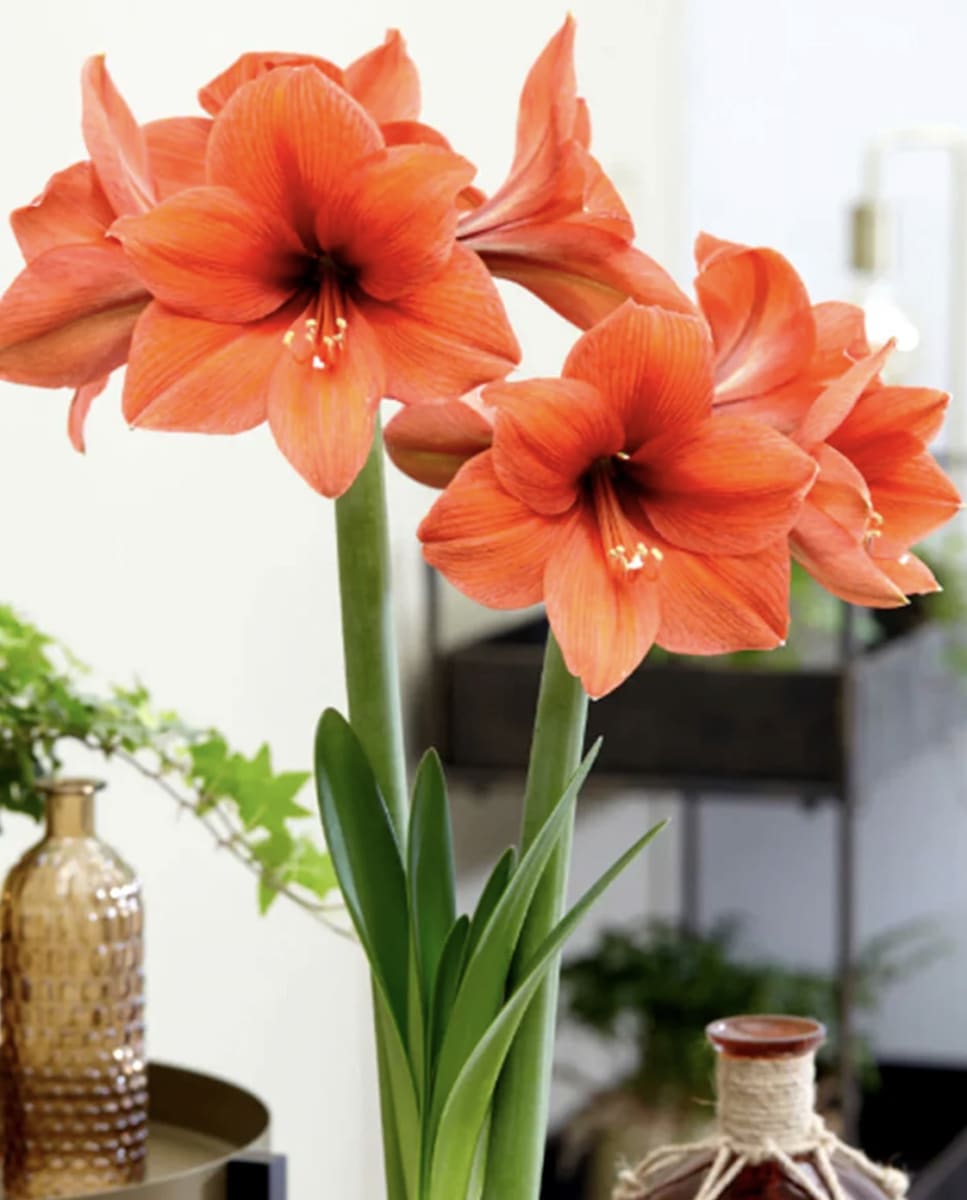 Amaryllis Clásico Calibre Grande Color: Rojo /Naranja Size: 26/282