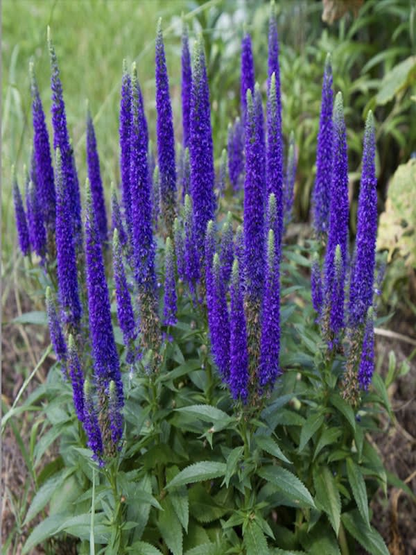 Verónica Spicata. Color: Azul4