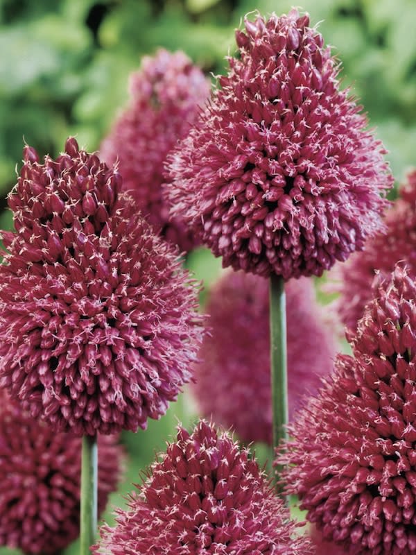 Allium Spharocephalum.  Pack 12 Bulbos  Size: 6/82