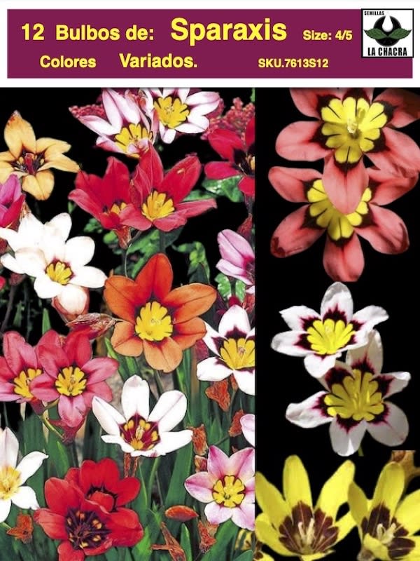 1 Docena Bulbos Sparaxis. Colores Variados Size: 4/51