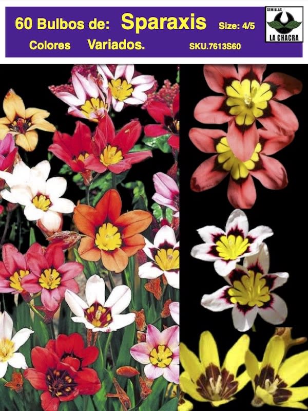 5 Docenas Bulbos Sparaxis. Colores Variados Size: 4/51