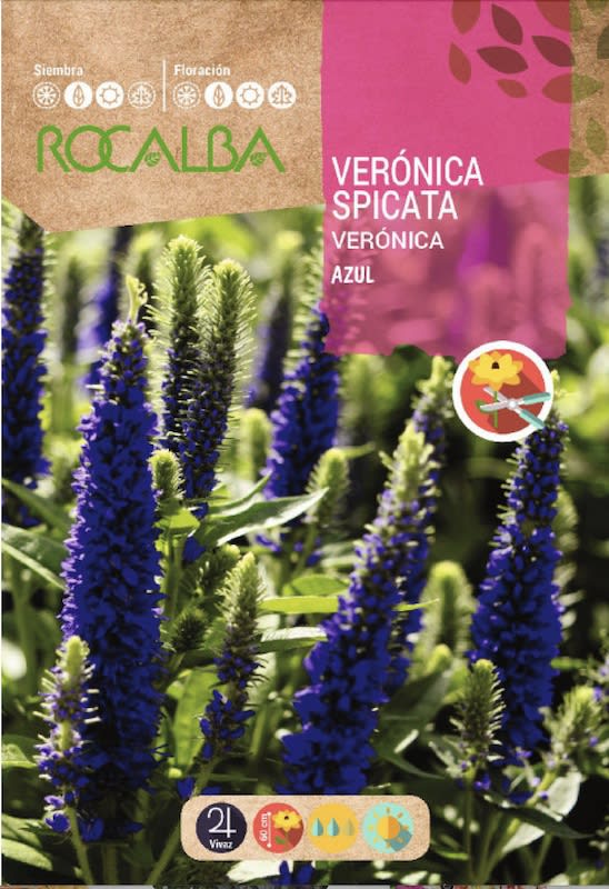 Verónica Spicata. Color: Azul1