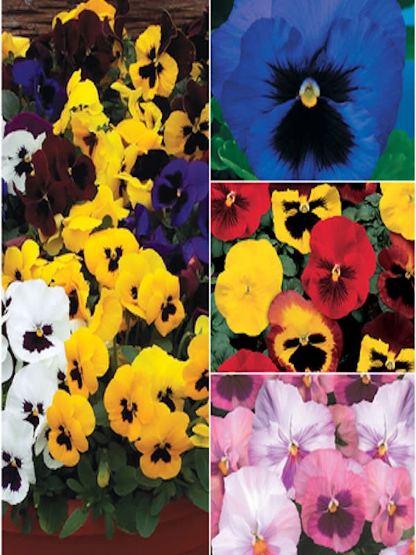 Violeta Cornuta. Colores Variados4