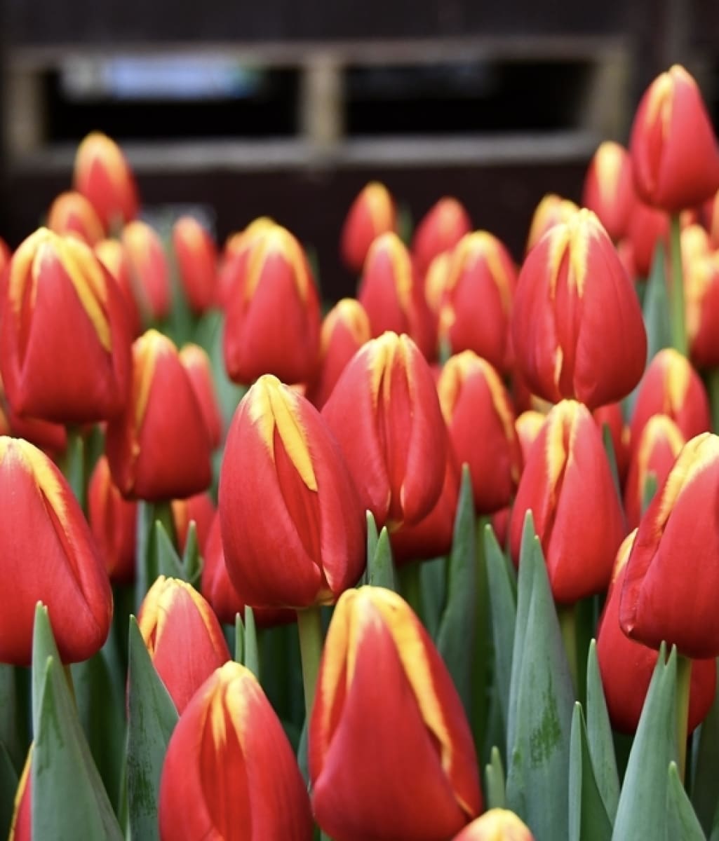 1 Docena de Bulbos Tulipas Color: Rojo/Amarillo . Calibre 12+3