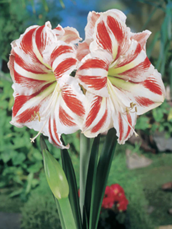 Amaryllis  Exclusivos  Color. Rojo  Puntas Blancas Calibre Grande Size: 26/284