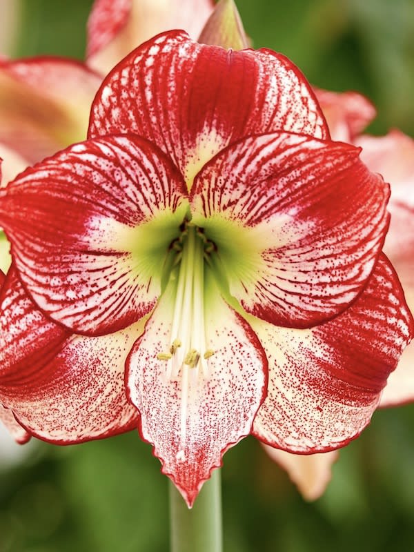 Amaryllis  Exclusivos Color: Blanco  Vetas Rojas Size: 26/281