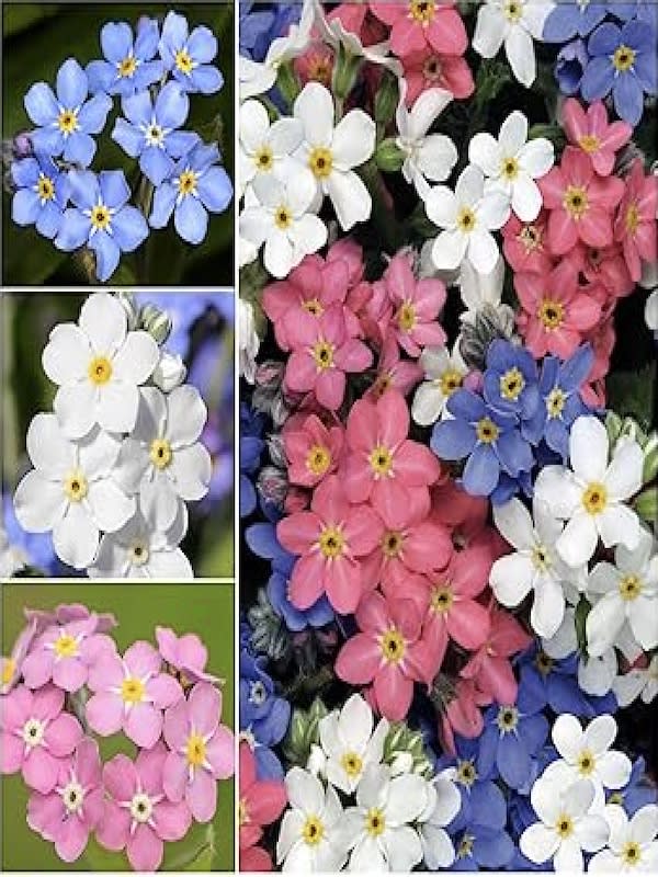 Myosotis De Los Alpes (No me olvides)2