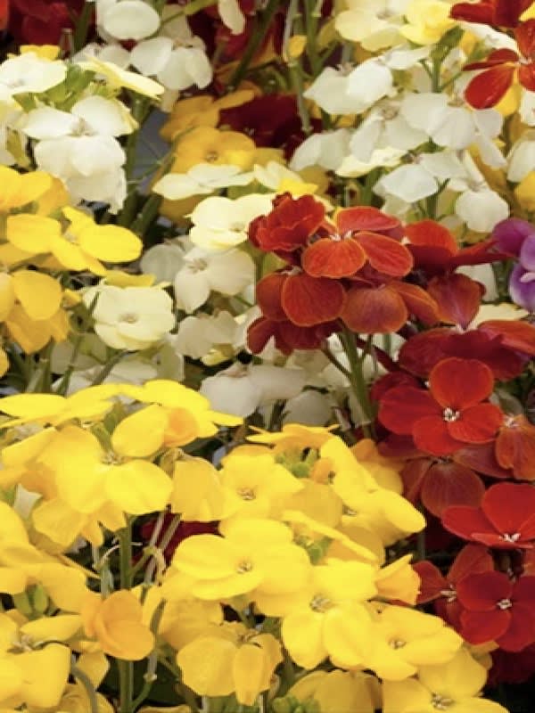 ALHELI Ravanelle, Colores Variados.3