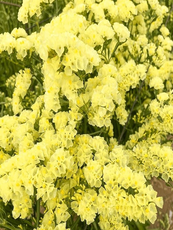 ESTATICE Sinuata. Color: Amarillo3