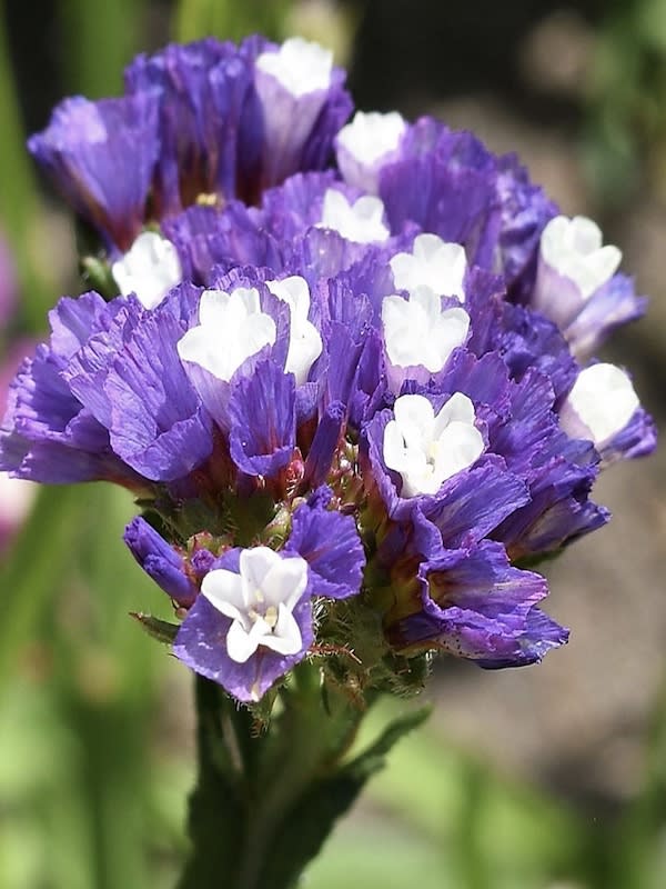 ESTATICE Sinuata Color: Azul4