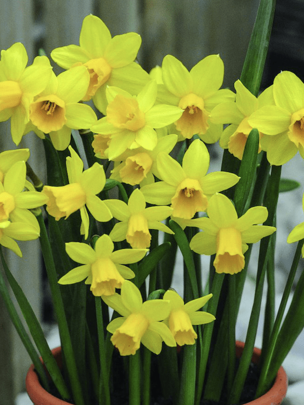Bulbos de Narciso. Amarillo Para Macetas. Calibre: 12+3