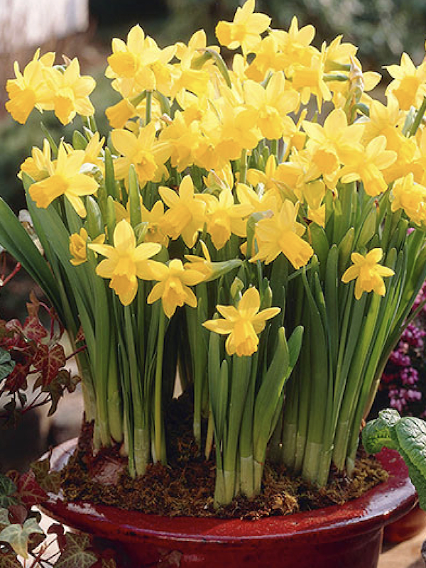 Bulbos de Narciso. Amarillo Para Macetas. Calibre: 12+4