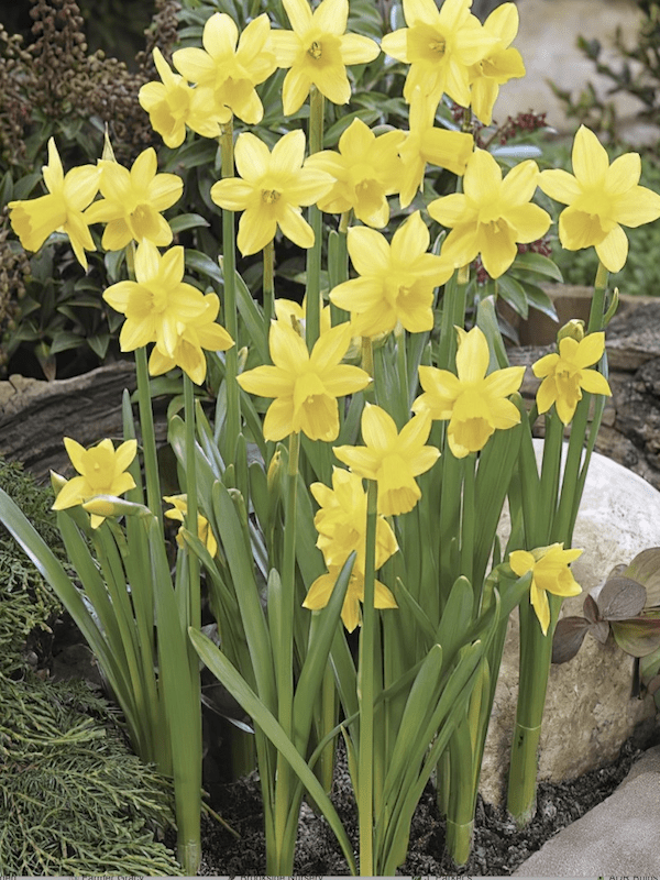 Bulbos de Narciso. Amarillo Para Macetas. Calibre: 12+2