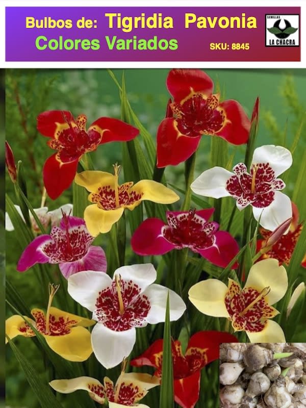 TIGRIDIA  COLORES VARIADOS1