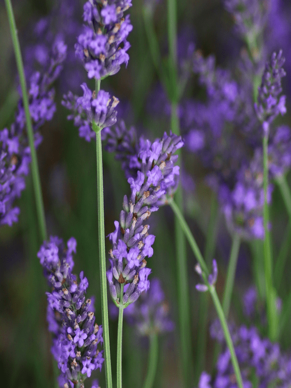 LAVANDA . Lavandula Angustifolia.2