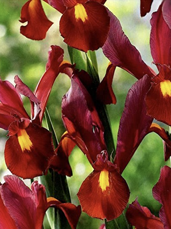 Bulbos de Iris Holándica Color: Púrpura Rojo  Toques Amarillos. Size: 7/84