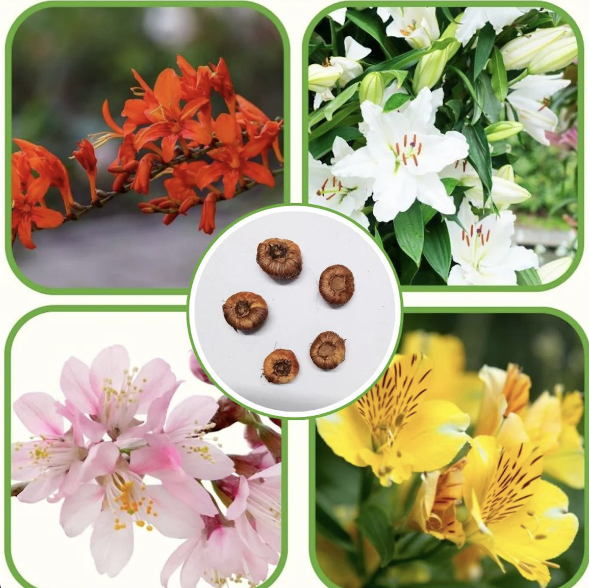 1 Docena de Bulbos Tritonia Colores variados Size 5/62