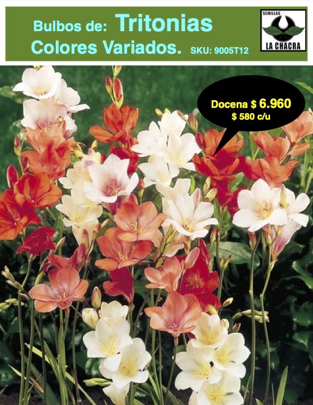 1 Docena de Bulbos Tritonia Colores variados Size 5/61