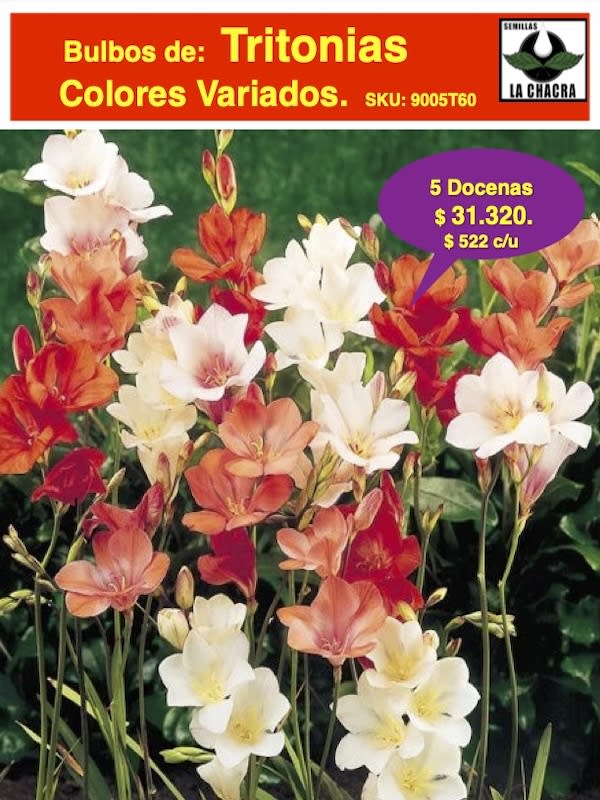 5 Docenas de Bulbos Tritonia Colores variados Size 5/61