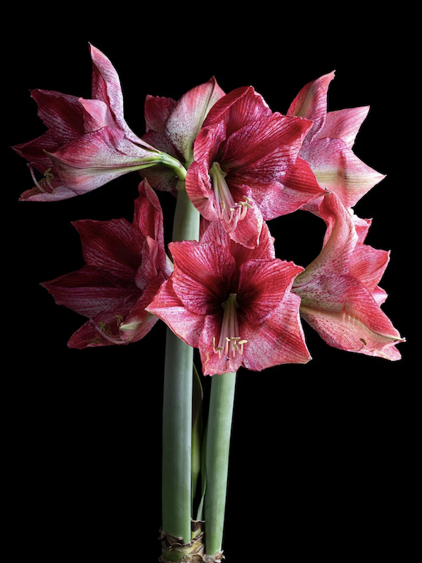 Amaryllis Exclusivos  Color: Rojo/Rosado. Size: 26/284