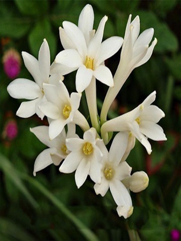 Polianthes Tuberosa , Nardos Color: Blanco-Crema2