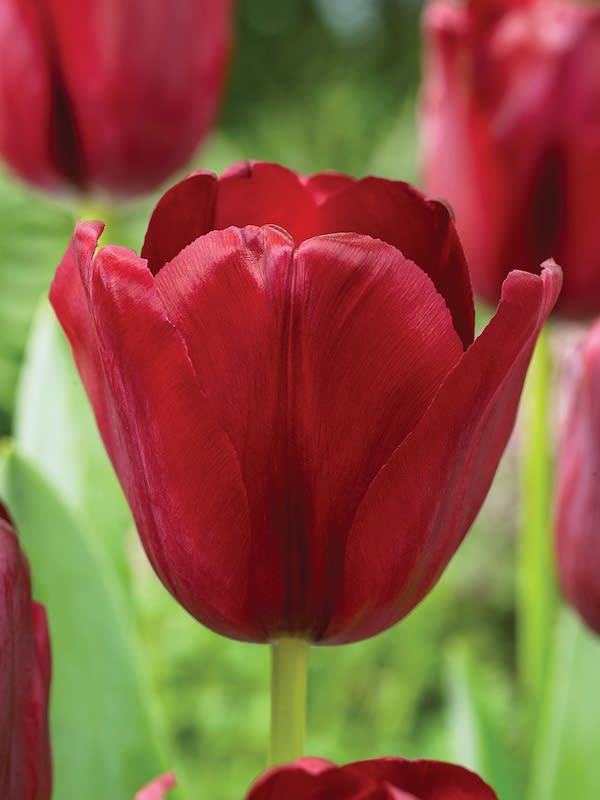 12 Bulbos Tulipas Color: Rojo/Fucsia . Calibre 12 +3