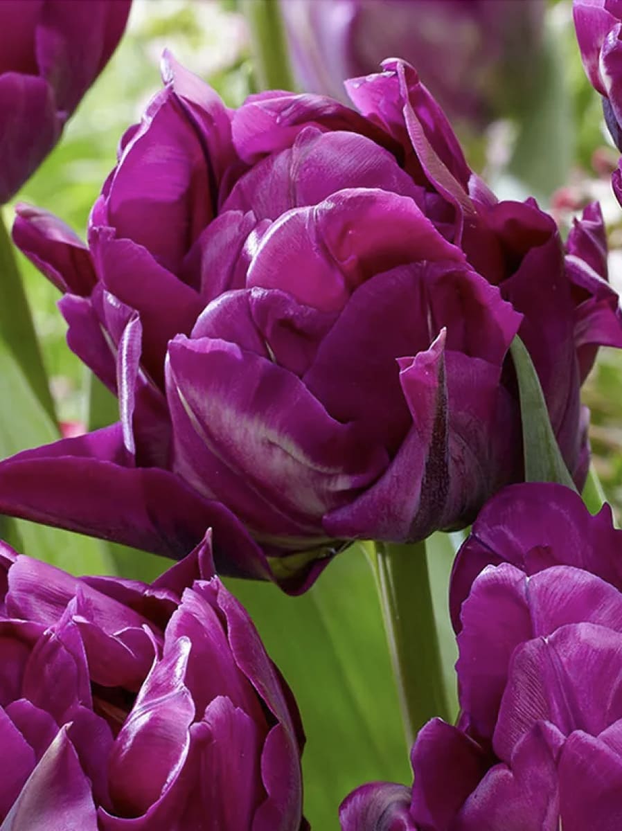 12 Bulbos Tulipas Color: Púrpura Doble. Size: 12/144