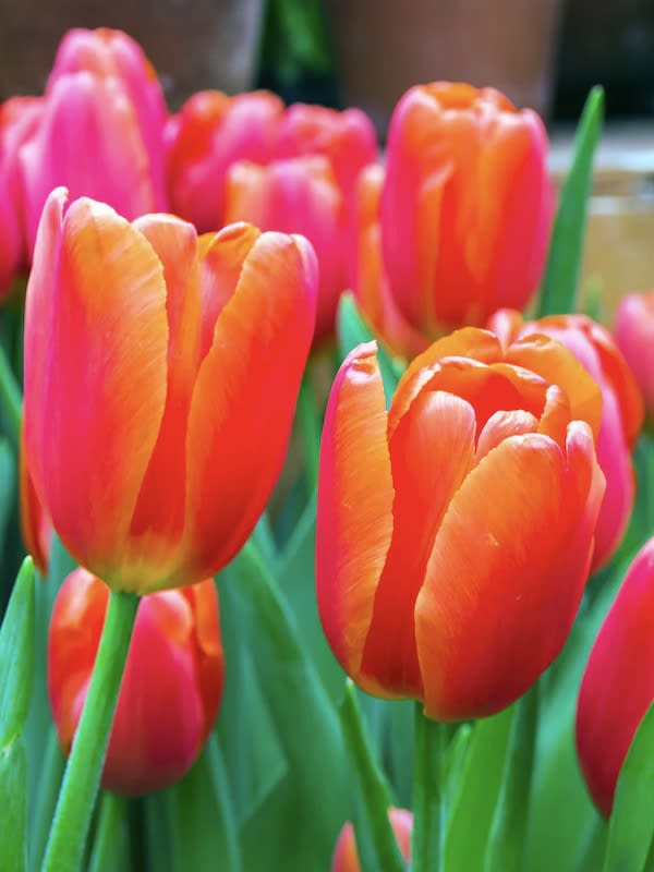 1 Docena de Bulbos Tulipas Color: Naranjo Borde Amarillo. Calibre 12-143