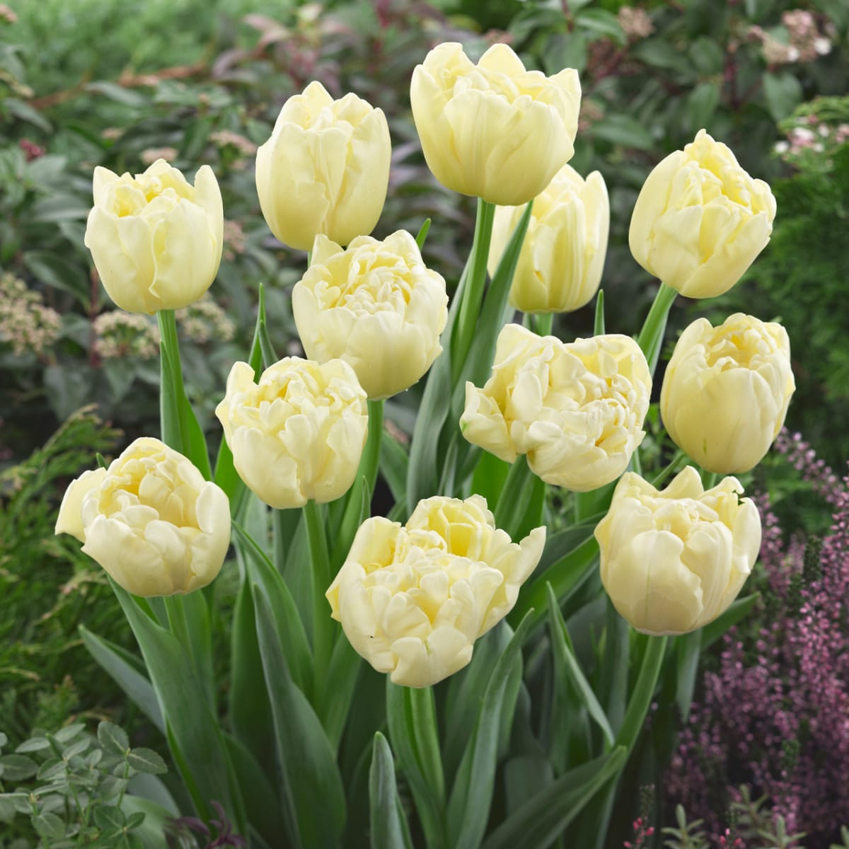 1 Docena de Bulbos Tulipas  Color: Crema Doble Calibre 12 +2