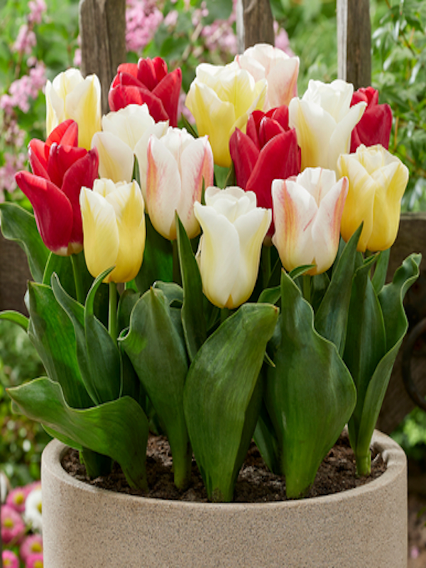 Pack 15 Bulbos Tulipas  Calibre 12-142