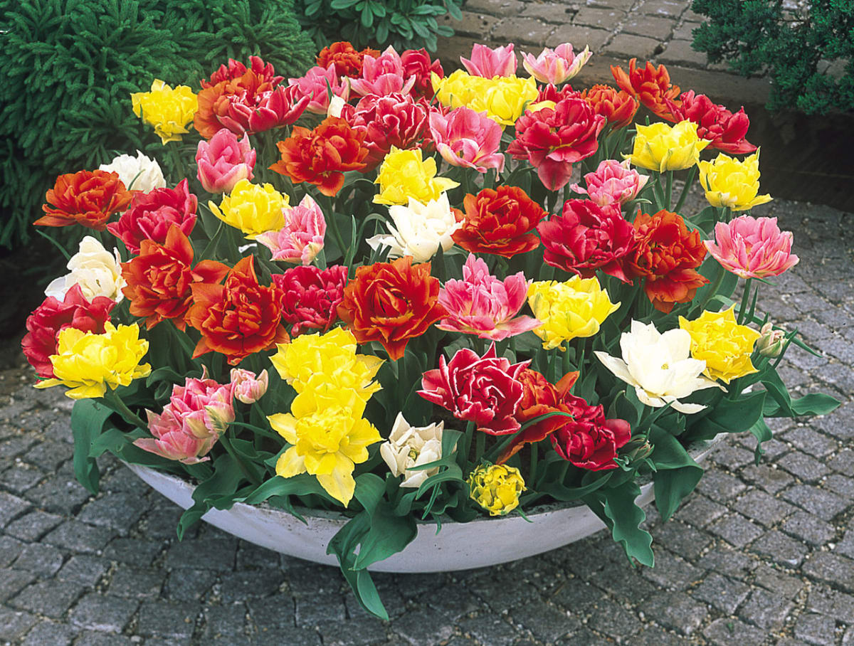 5 Docenas de Bulbos de Tulipas. Colores Disponibles. Calibres: 12+4