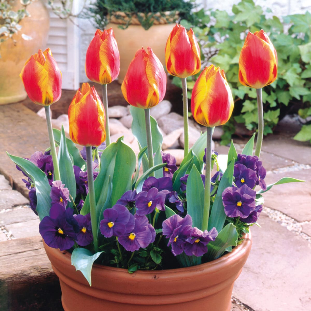 1 Docena de Bulbos de Tulipas  . Colores Disponibles. Calibres: 12 +4