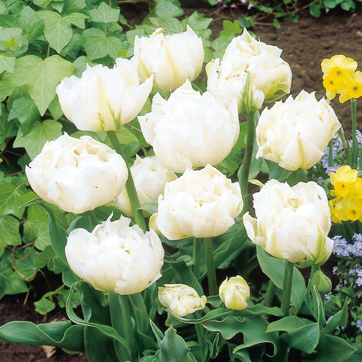 .5 Docenas de Bulbos Tulipas Color: Blanco Jaspeado . Calibre 12+2