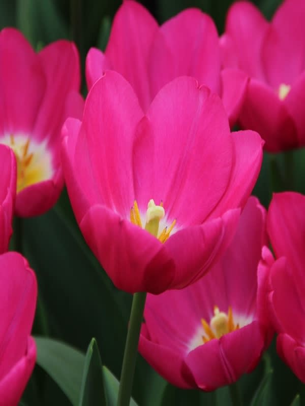 12 Bulbos Tulipas Color: Rosa/Púrpura . Calibre 12-142
