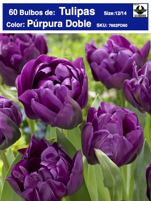 5 Docenas de Bulbos Tulipas Color: Púrpura Doble . Calibre 12-141