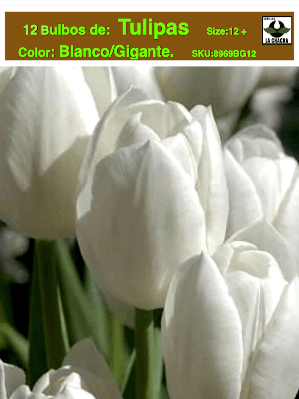 1 Docena de Bulbos Tulipas  Color: Blanco Gigante Calibre 12-141