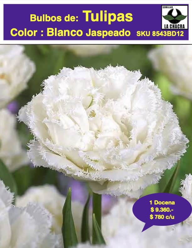 1 Docena de Bulbos Tulipas Color: Blanco Jaspeado. Calibre 12+1